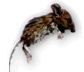 content_pest_control_mice_rats_rodents.png