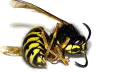 content_pest_control_wasps_bees_flying_insects.png
