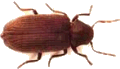 content_pest_control_woodworm.png